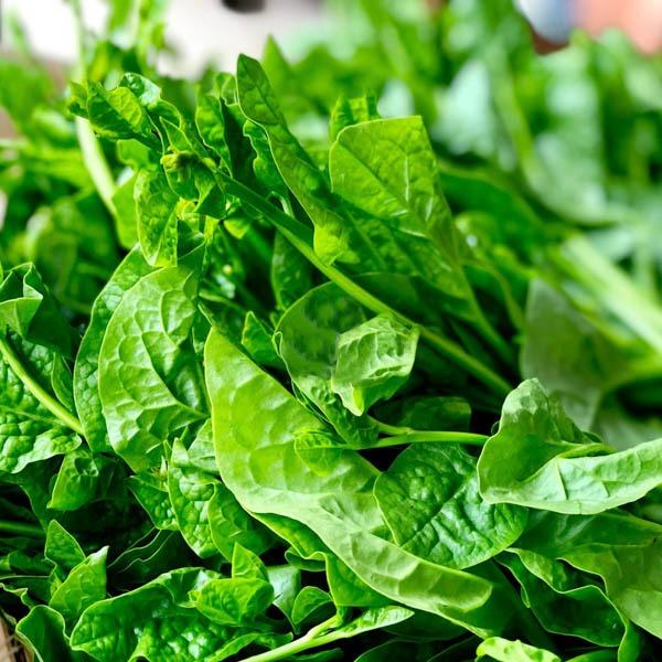 Những người không nên ăn rau mồng tơi kẻo mang bệnh vào người-1