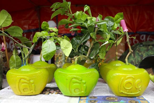 Bưởi tiến vua hạ giá vẫn ế khách-1