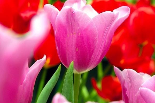 Chuyên gia gợi ý giờ và hướng xuất hành đẹp năm Giáp Thìn 2024-2