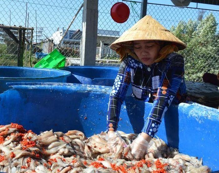 Loại đặc sản ở Cà Mau bán đắt như tôm tươi dịp Tết-1