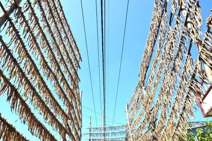 Loại đặc sản ở Cà Mau bán đắt như tôm tươi dịp Tết-3