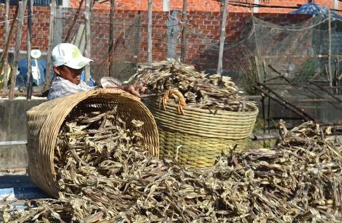 Loại đặc sản ở Cà Mau bán đắt như tôm tươi dịp Tết-6