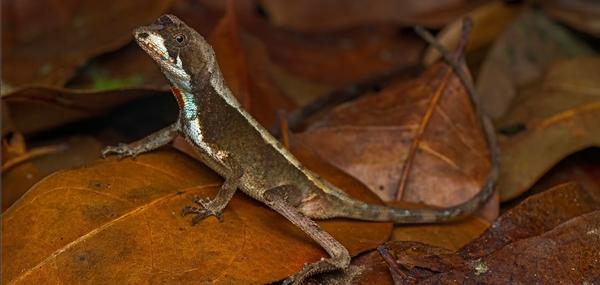 Tất tần tật về các loại rồng thật trên Trái đất-1