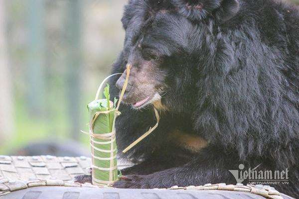 Ở nơi gấu được ăn bánh chưng, bánh tét-10