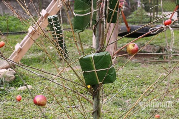 Ở nơi gấu được ăn bánh chưng, bánh tét-5