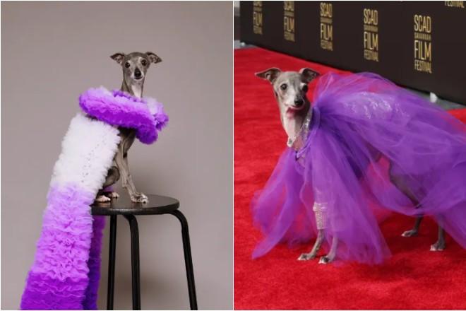 Chú chó sống vương giả, có tủ quần áo thiết kế riêng trị giá 20.000 USD-1