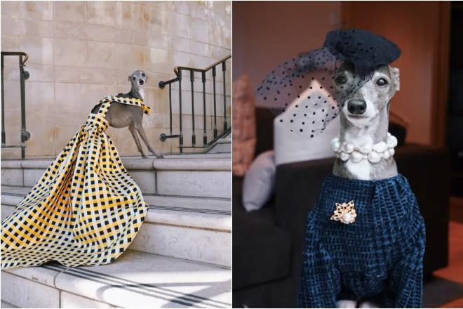 Chú chó sống vương giả, có tủ quần áo thiết kế riêng trị giá 20.000 USD-2