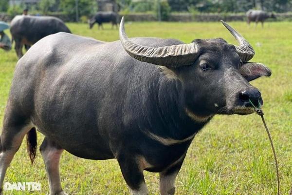 Nổ súng bắn hạ trâu điên húc 3 người thương vong-1