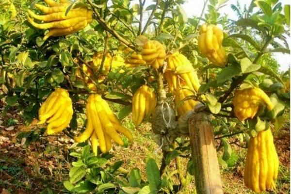 Suýt mất mạng vì kiêng đi bệnh viện đầu năm để tránh xui-2