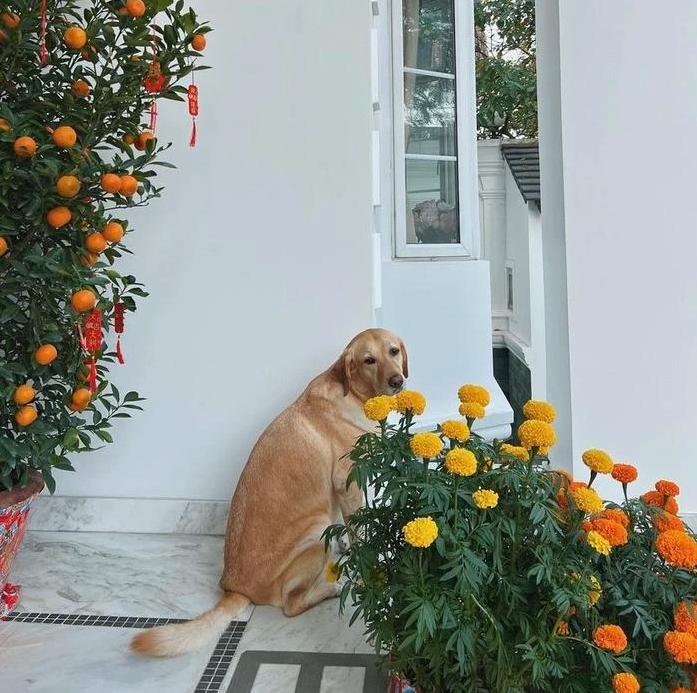 Dẫu giản dị nhưng Tăng Thanh Hà không thể thiếu 2 loài hoa kinh điển: Hết Tết vẫn đẹp!-11