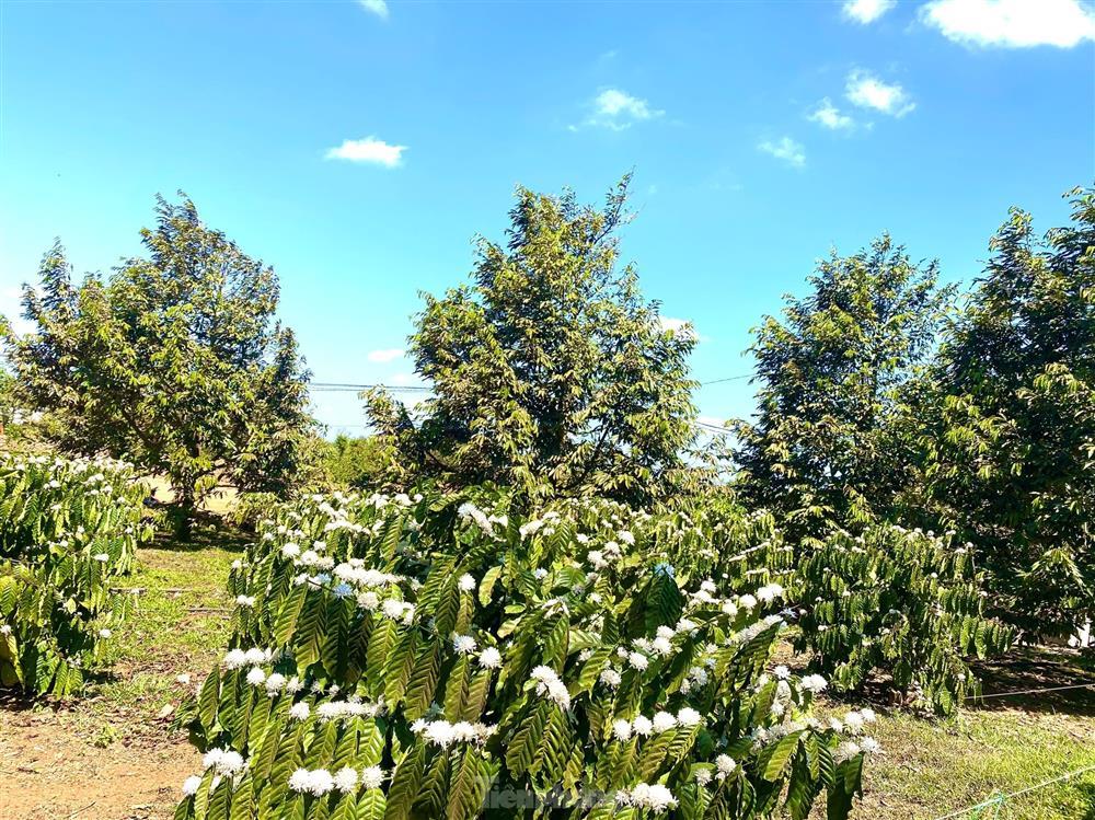 Mê mẩn mùa hoa cà phê nở trắng, tỏa hương ngọt ngào Tây Nguyên-1