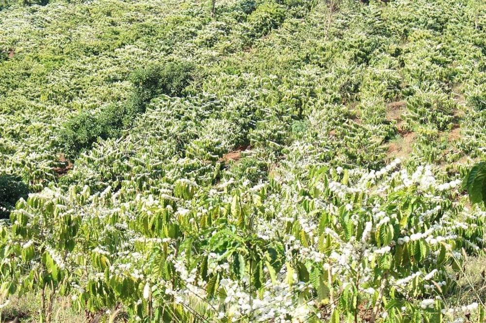 Mê mẩn mùa hoa cà phê nở trắng, tỏa hương ngọt ngào Tây Nguyên-7