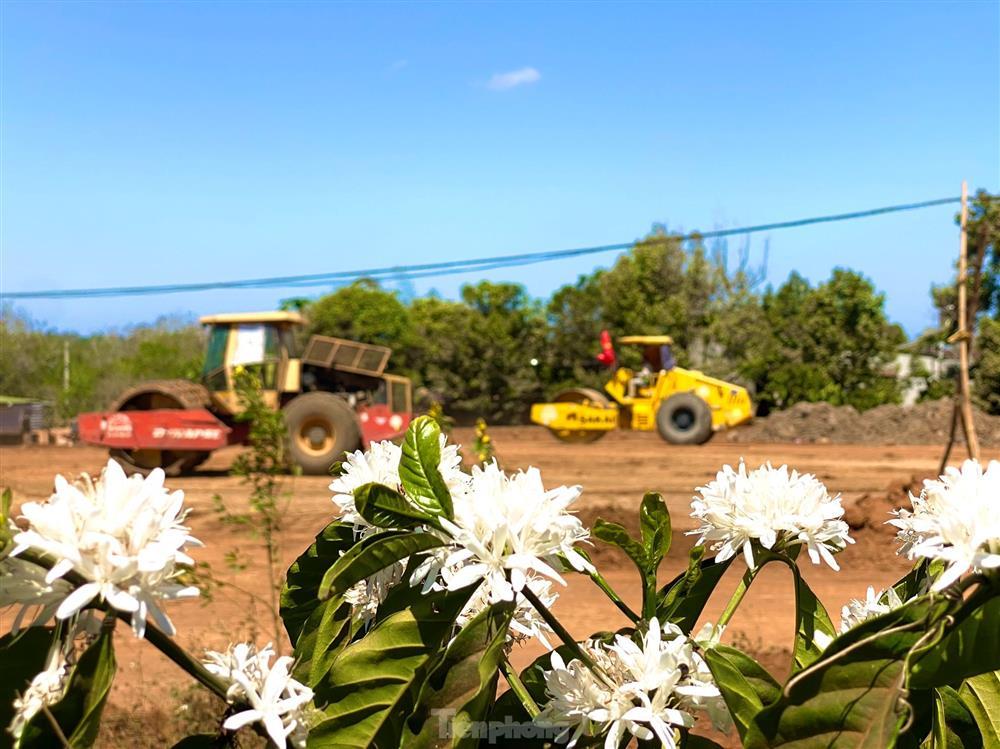 Mê mẩn mùa hoa cà phê nở trắng, tỏa hương ngọt ngào Tây Nguyên-8