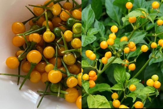 Loại ớt đắt nhất thế giới, giá nửa tỷ đồng/kg được trồng làm cảnh ở Việt Nam