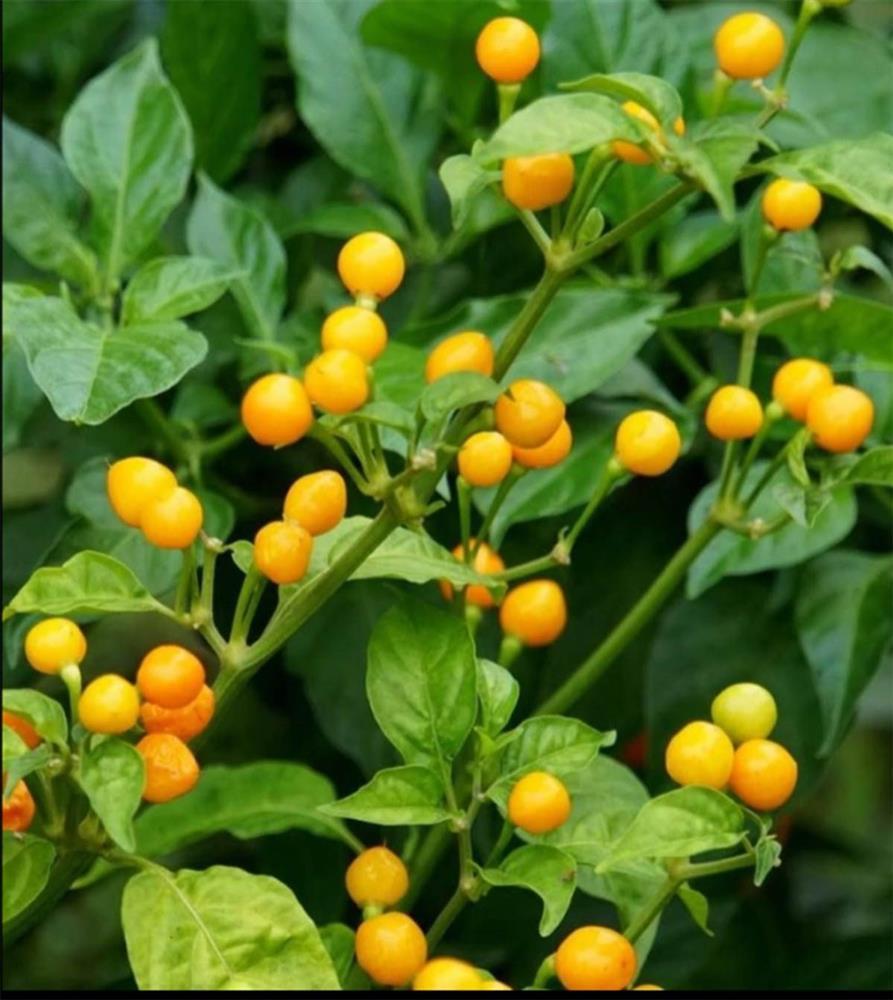 Loại ớt đắt nhất thế giới, giá nửa tỷ đồng/kg được trồng làm cảnh ở Việt Nam-1