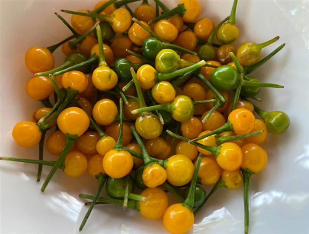 Loại ớt đắt nhất thế giới, giá nửa tỷ đồng/kg được trồng làm cảnh ở Việt Nam-2