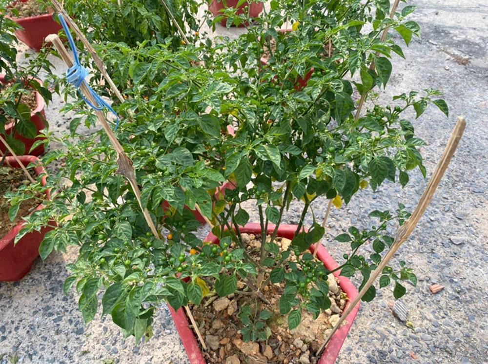 Loại ớt đắt nhất thế giới, giá nửa tỷ đồng/kg được trồng làm cảnh ở Việt Nam-3