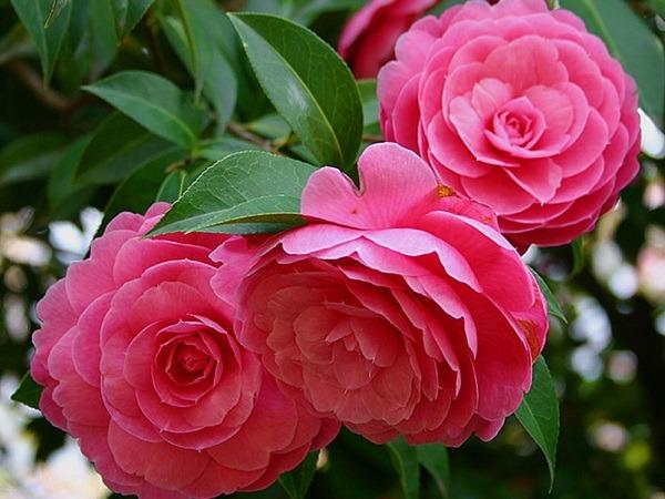 Qua đêm nay, 3 con giáp tiền tài thiếu kém, tình duyên buồn phiền, gia đình sóng gió vây quanh-1