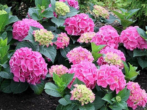 Qua đêm nay, 3 con giáp tiền tài thiếu kém, tình duyên buồn phiền, gia đình sóng gió vây quanh-3