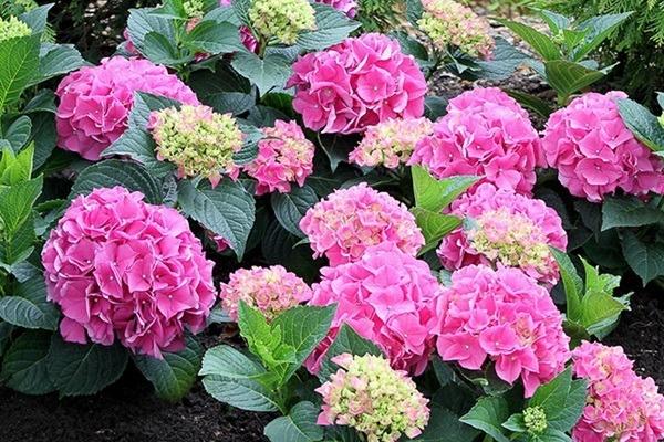 Đúng 18h hôm nay, ngày 19/2/2024, 3 con giáp Thần May Mắn mỉm cười, tiền bạc kéo về-4