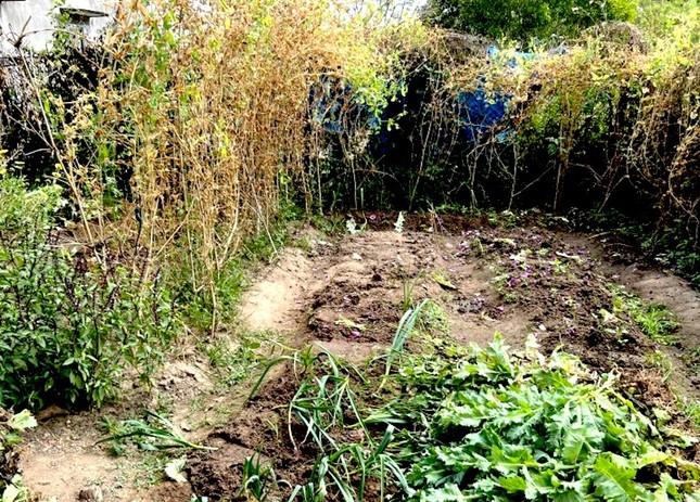 Cảnh sát phát hiện vườn thuốc phiện ẩn thân trong vườn rau-1
