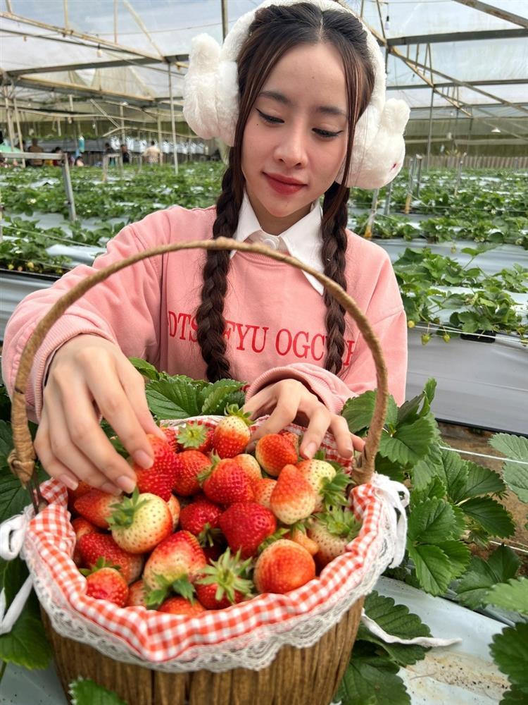 Vườn dâu tây lớn nhất ở Sapa đóng cửa sau Tết vì... khách vặt hết quả-1