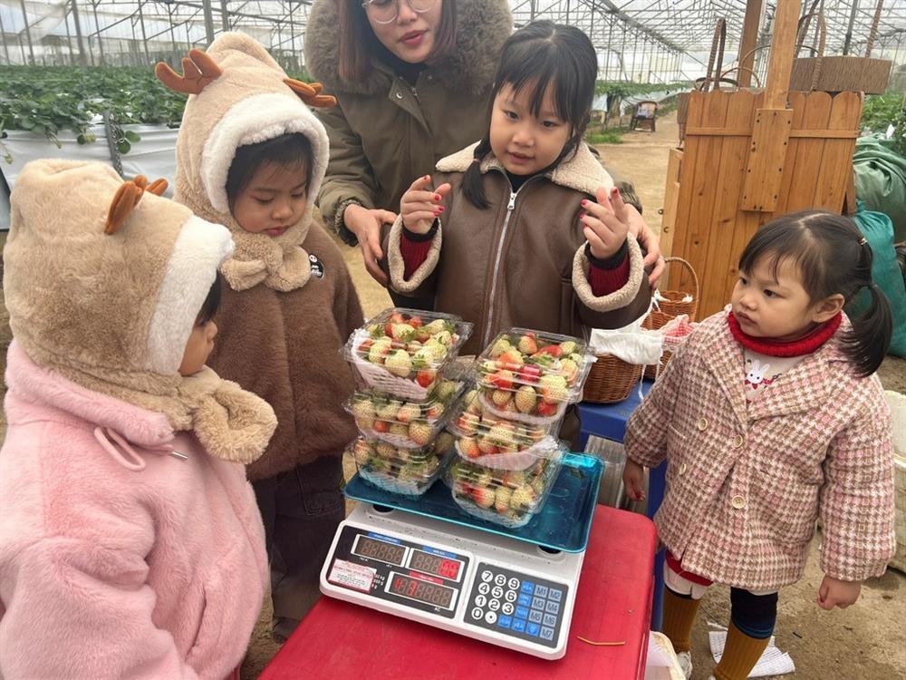 Vườn dâu tây lớn nhất ở Sapa đóng cửa sau Tết vì... khách vặt hết quả-3