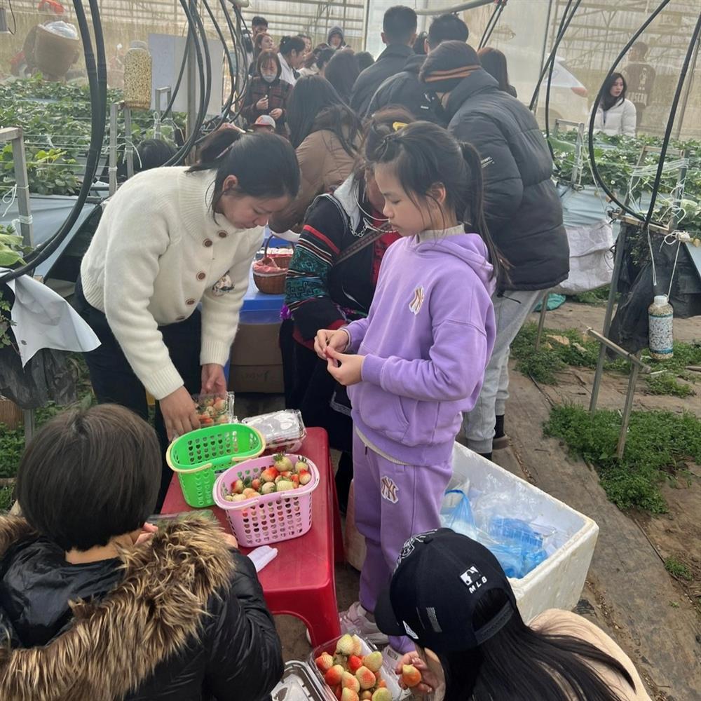 Vườn dâu tây lớn nhất ở Sapa đóng cửa sau Tết vì... khách vặt hết quả-4