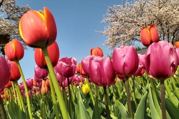 Qua đêm nay, 3 con giáp phá tan bầu trời xui xẻo, vén màn cửa đón điều may mắn-4