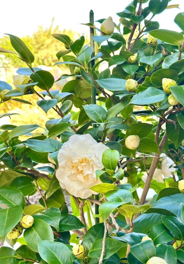 Phú bà phim Mai - Hồng Đào hiện đang sống thế nào tại Mỹ?-11