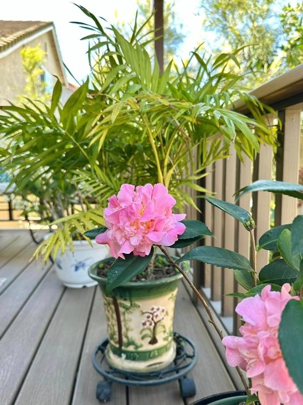 Phú bà phim Mai - Hồng Đào hiện đang sống thế nào tại Mỹ?-12