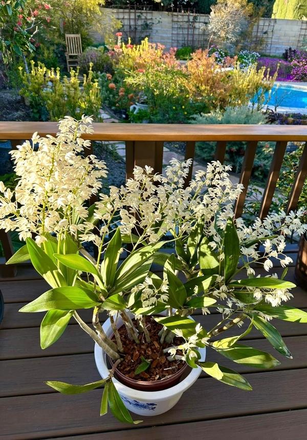 Phú bà phim Mai - Hồng Đào hiện đang sống thế nào tại Mỹ?-14