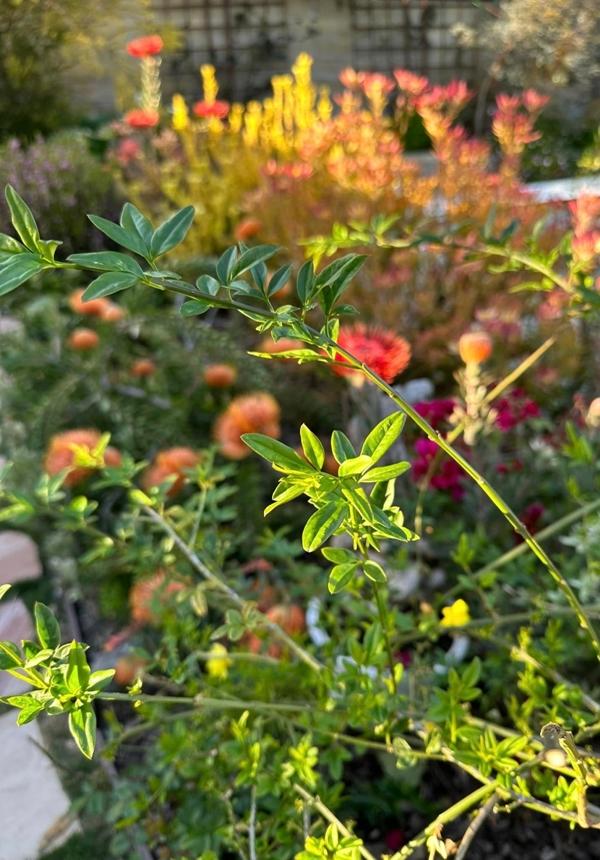 Phú bà phim Mai - Hồng Đào hiện đang sống thế nào tại Mỹ?-15