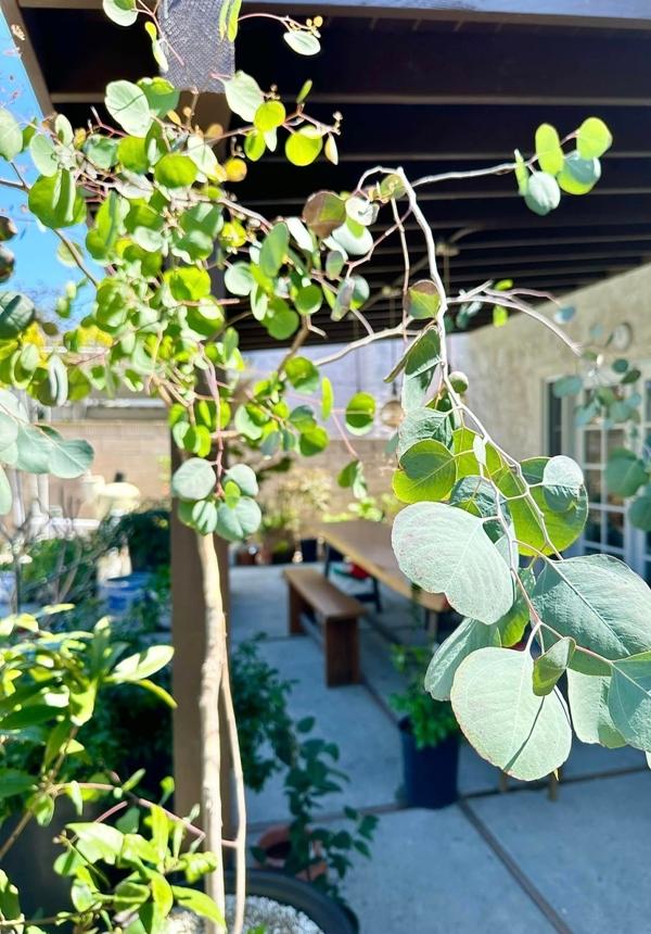 Phú bà phim Mai - Hồng Đào hiện đang sống thế nào tại Mỹ?-16