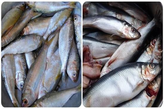 Các loại cá biển ngon, giàu dinh dưỡng nên mua khi đi chợ