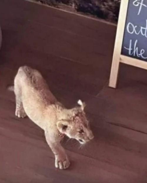 Một phụ nữ Trung Quốc bị bắt giữ vì nuôi sư tử trong phòng khách sạn ở Thái Lan-1