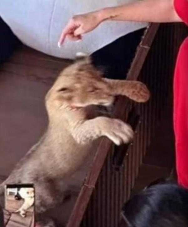 Một phụ nữ Trung Quốc bị bắt giữ vì nuôi sư tử trong phòng khách sạn ở Thái Lan-3