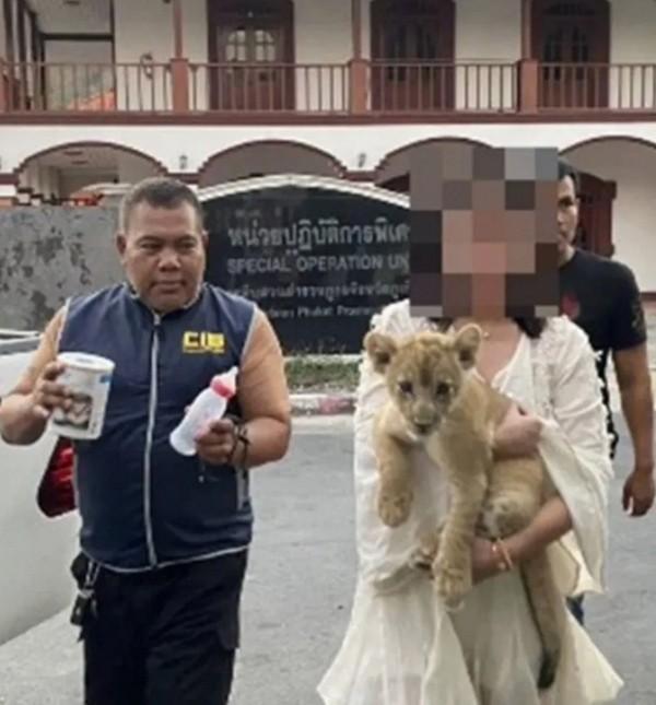 Một phụ nữ Trung Quốc bị bắt giữ vì nuôi sư tử trong phòng khách sạn ở Thái Lan-2