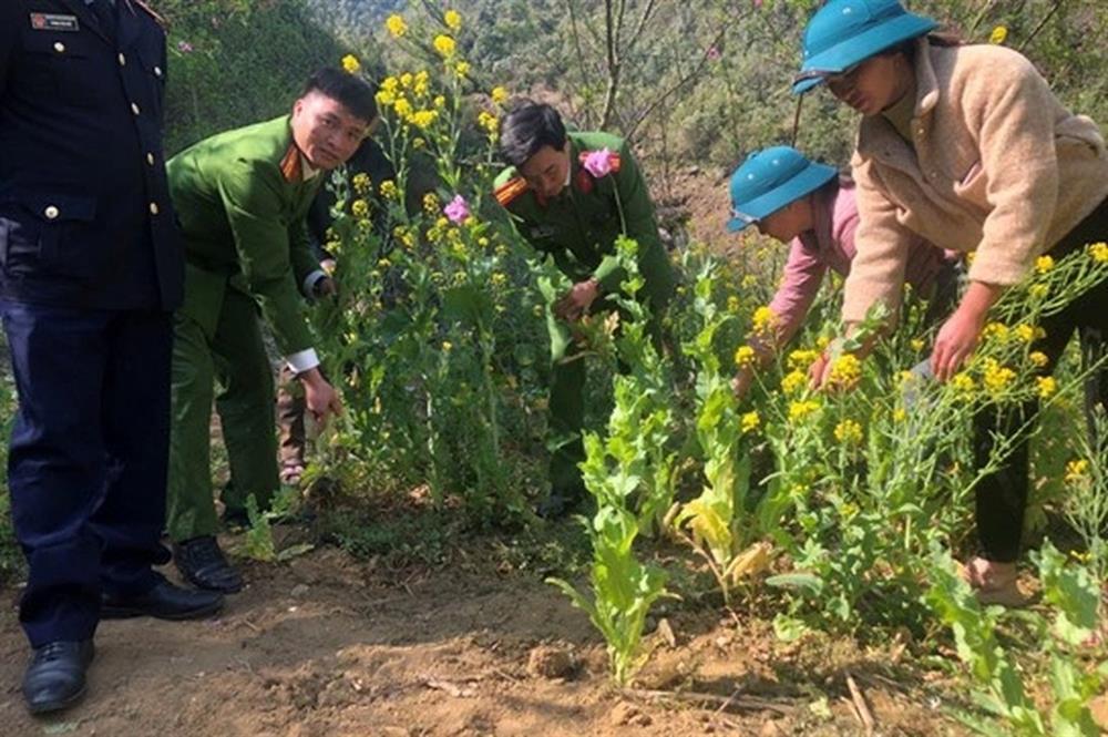 Người phụ nữ trồng 152 cây thuốc phiện trên nương rau cải-1