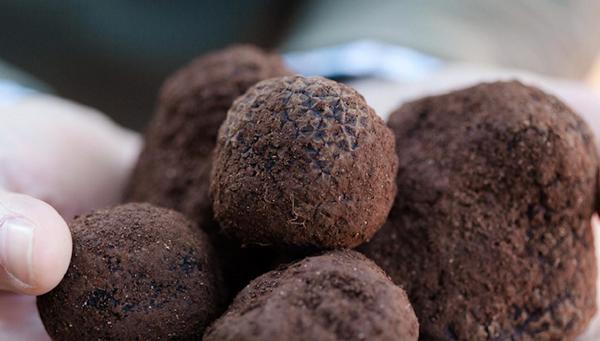 Loại cây đen sì mọc dại mà giá có 1-0-2 500 triệu đồng/kg-1