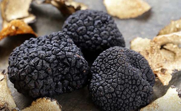 Loại cây đen sì mọc dại mà giá có 1-0-2 500 triệu đồng/kg-2