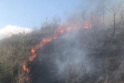 Đã khống chế được cháy rừng ở Lào Cai