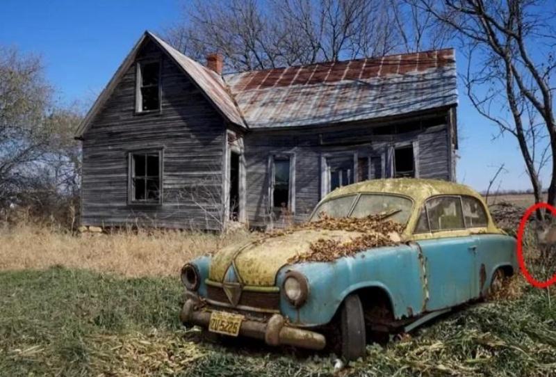 Thử thách tìm con cáo ẩn nấp trong bức ảnh: Nếu làm được bạn sẽ lọt vào top 2% người thông minh giải được câu đố-2