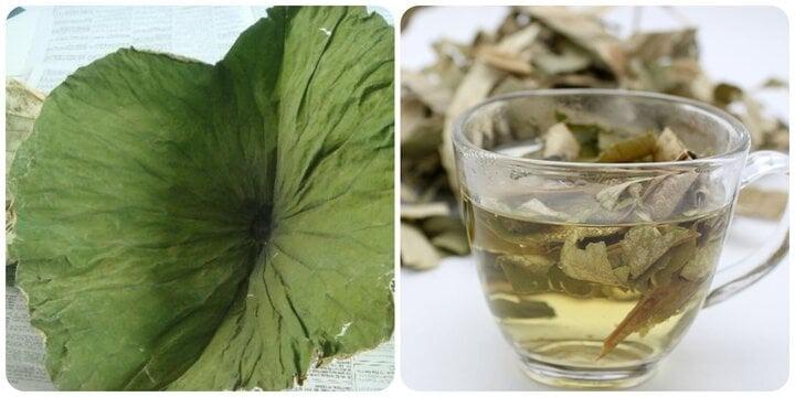Uống nước lá sen có tác dụng gì với sức khỏe?-1