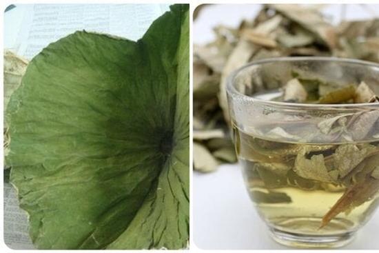 Uống nước lá sen có tác dụng gì với sức khỏe?