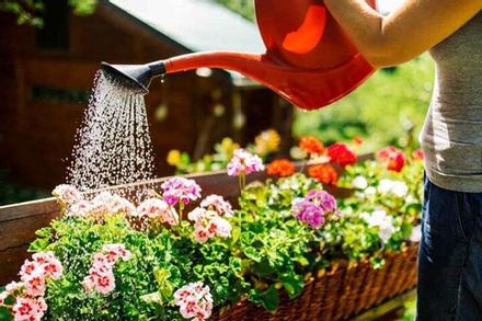 Có nên tưới nước ấm cho chậu hoa vào mùa lạnh?