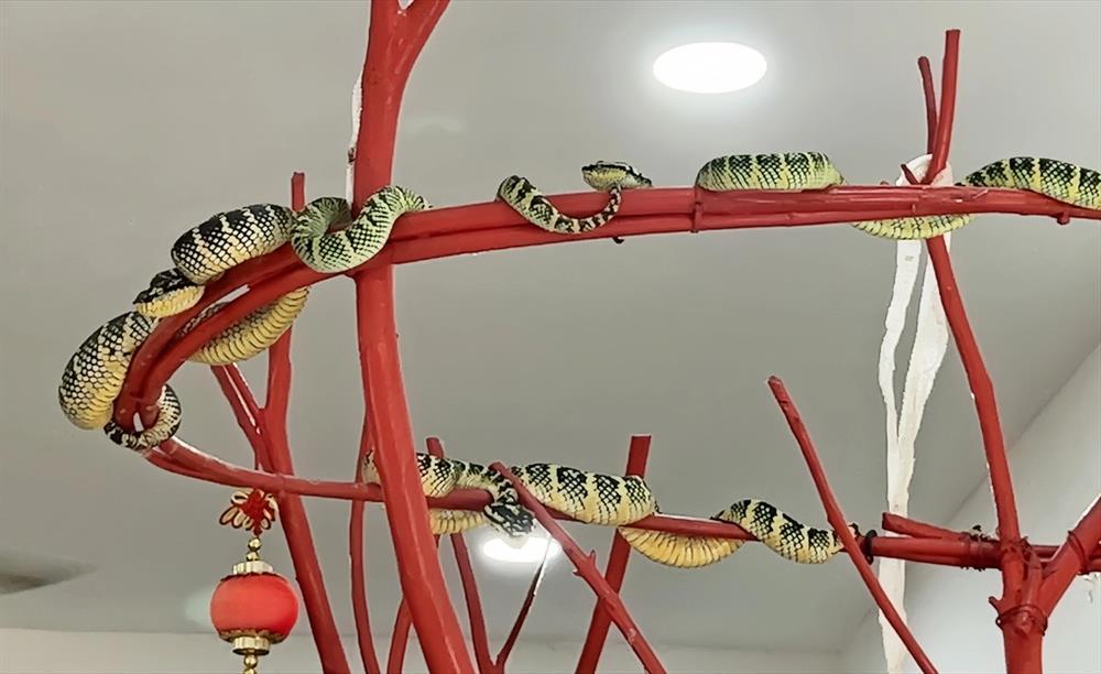 Khách Việt sởn gai ốc vào ngôi đền toàn rắn độc bò lổm ngổm trên đỉnh đầu-3