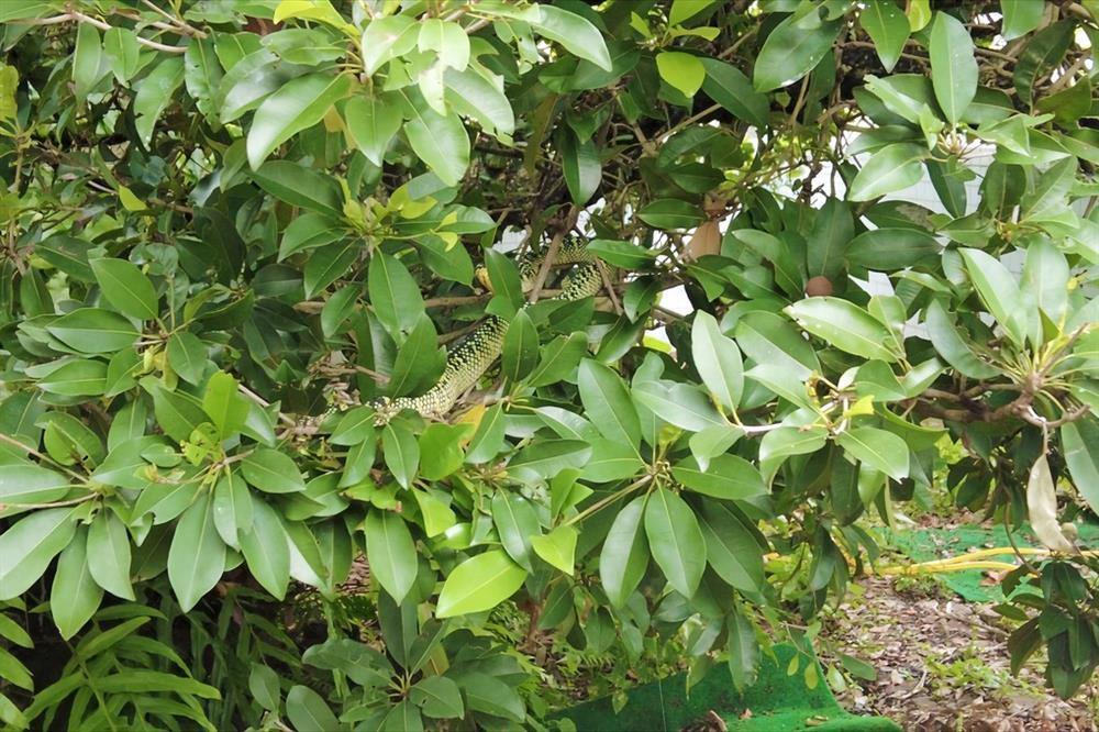 Khách Việt sởn gai ốc vào ngôi đền toàn rắn độc bò lổm ngổm trên đỉnh đầu-5