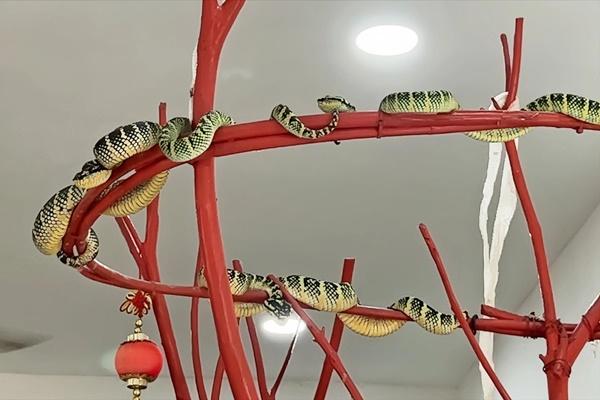 Xôn xao ổ rắn độc nhất thế giới ở đảo Phú Quý khiến du khách hoang mang-5