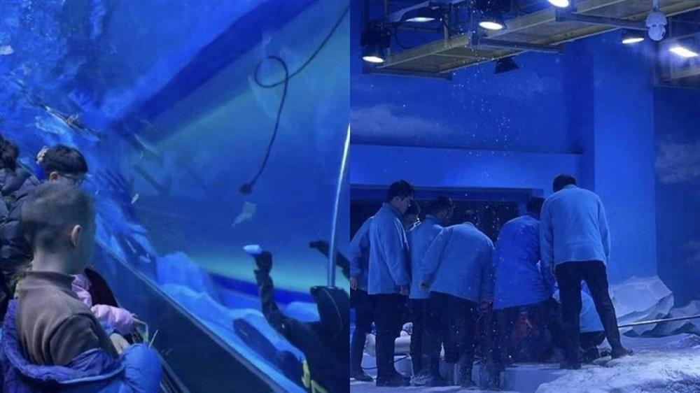 Thợ lặn chết đuối trong thủy cung, khách đứng nhìn không biết-1